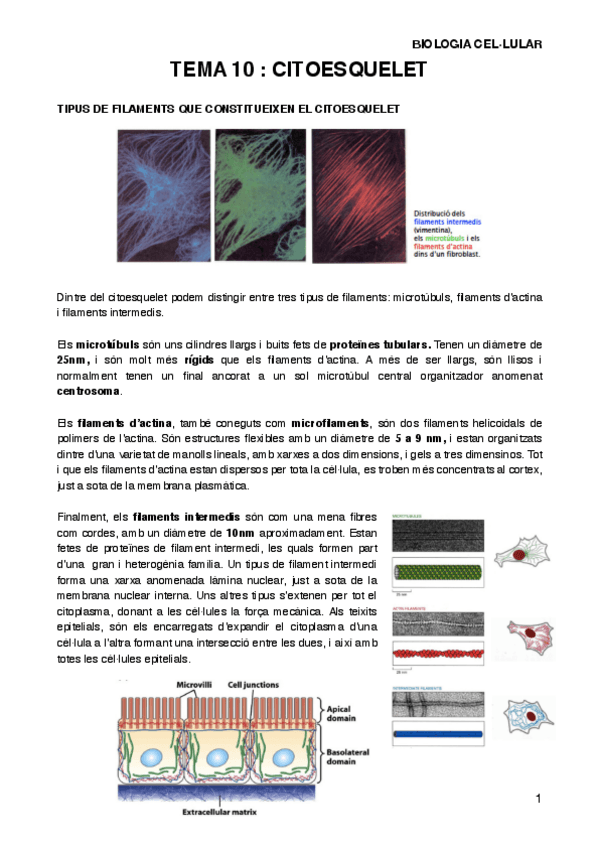 Miniatura del documento BIOCELT10.pdf