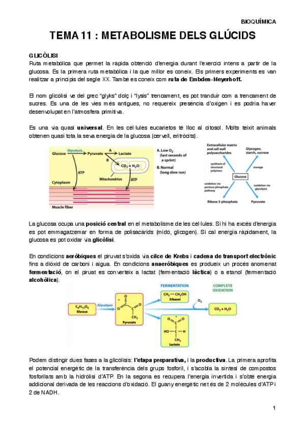 Miniatura del documento BIOQT11.pdf