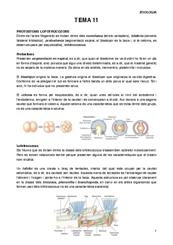 Miniatura del documento ZOOT11.pdf