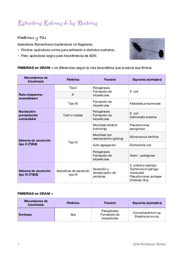Miniatura del documento 5-Estructuras-Externas-de-las-Bacterias.pdf