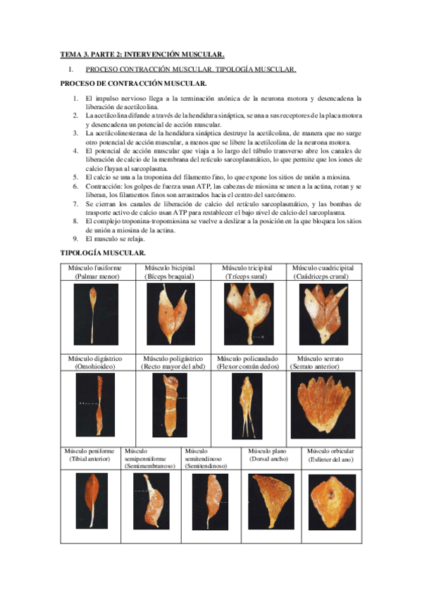 Miniatura del documento TEMA-3-Parte-3.pdf