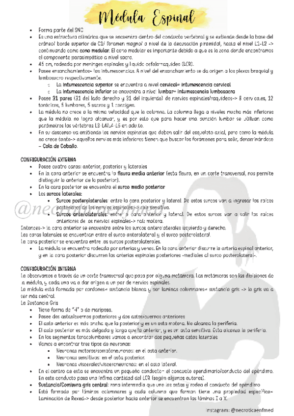 Miniatura del documento N2-Medula-Espinal.pdf