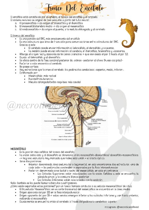 Miniatura del documento N3-Tronco-del-Encefalo.pdf