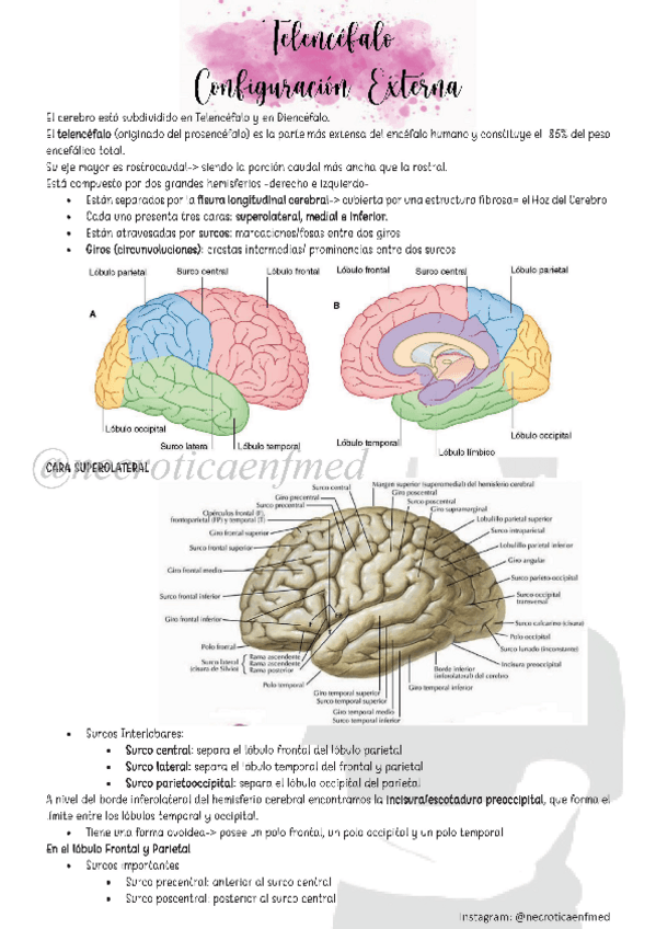 Miniatura del documento N5-Telencefalo-Externo-e-Interno.pdf