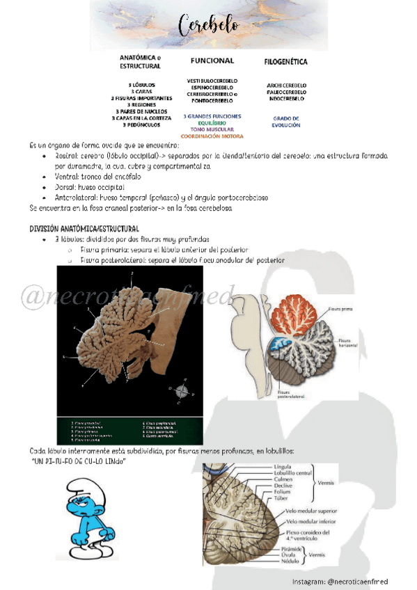 Miniatura del documento N6-Cerebelo.pdf