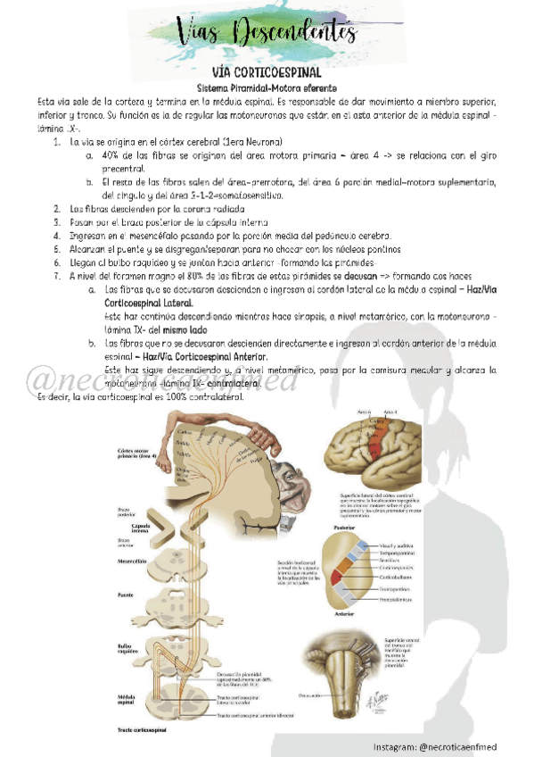 Miniatura del documento N8-Vias-Descendentes-y-Ascendentes.pdf