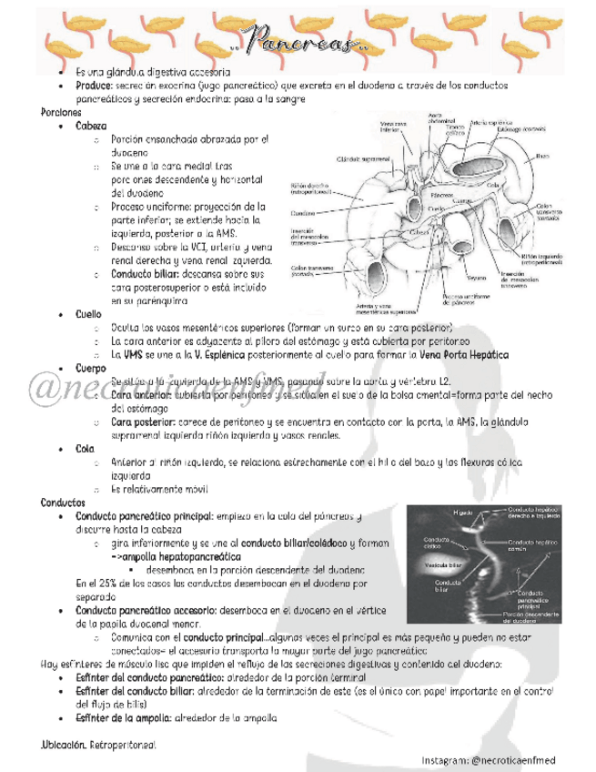 Miniatura del documento Pancreas.pdf
