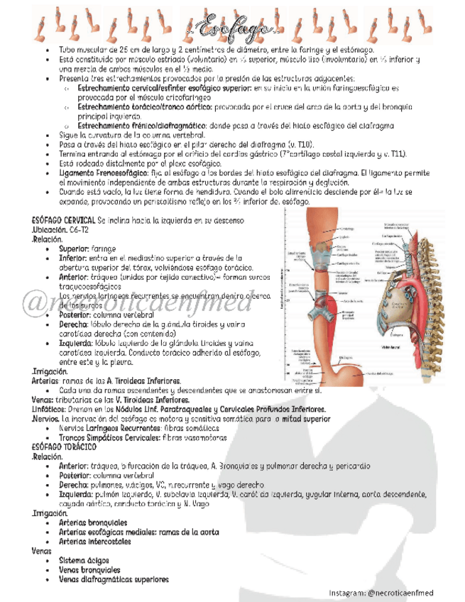 Miniatura del documento Esofago.pdf