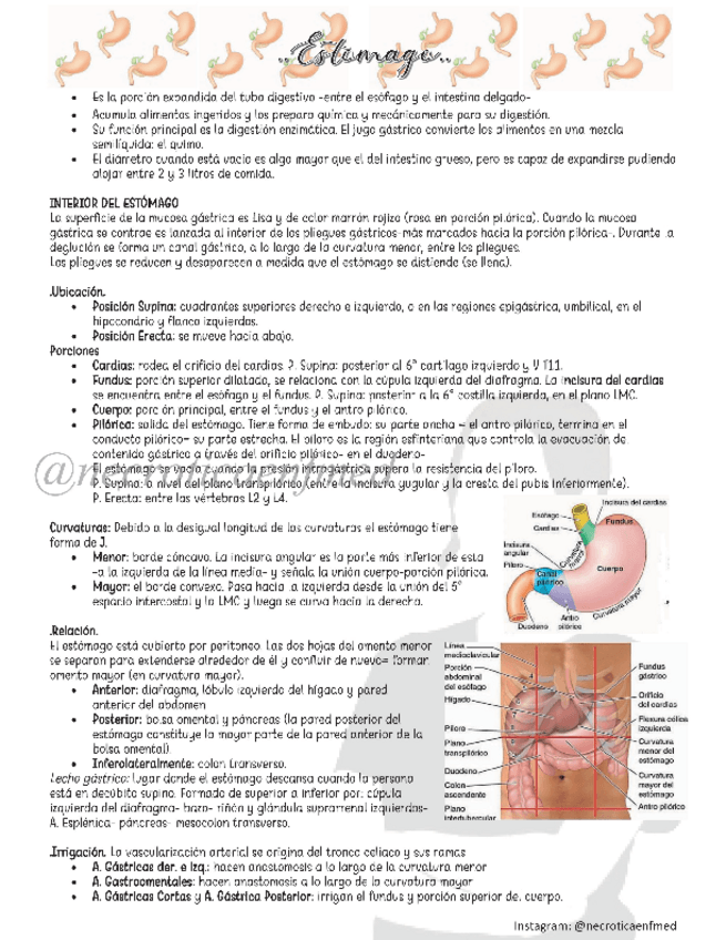 Miniatura del documento Estomago.pdf