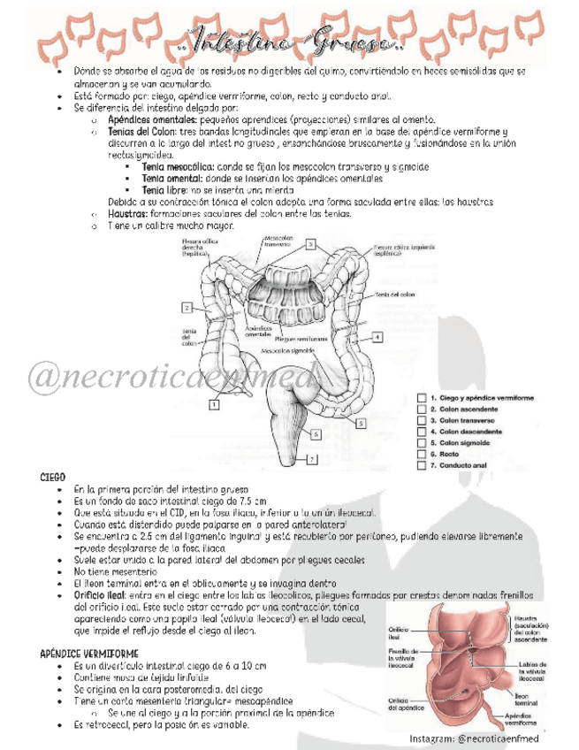 Miniatura del documento Intestino-Grueso.pdf