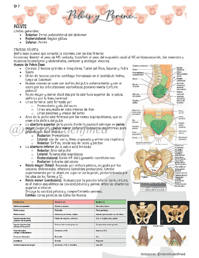 Miniatura del documento Pelvis-y-Perine.pdf