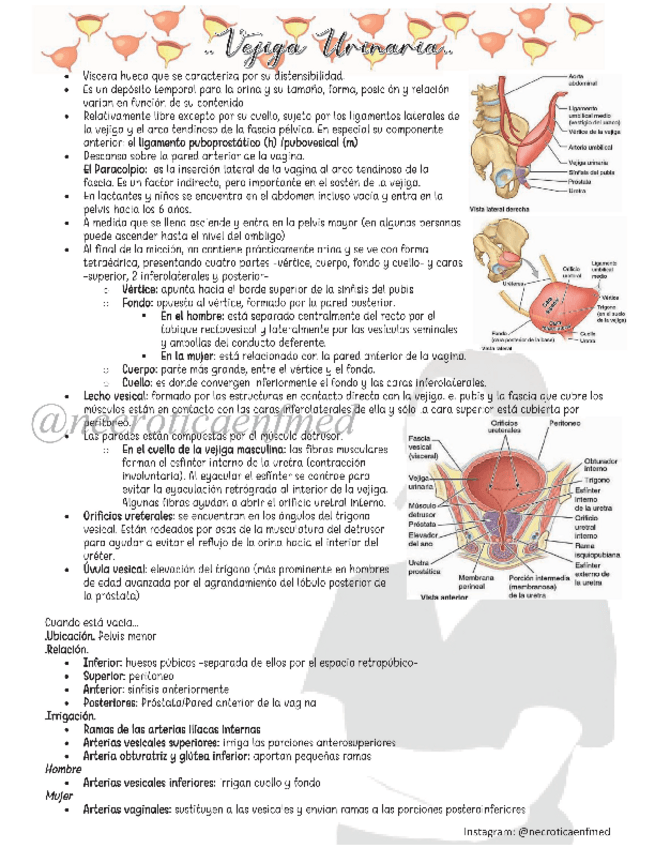 Miniatura del documento Vejiga-Urinaria.pdf
