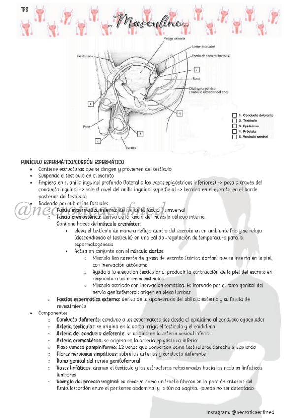 Miniatura del documento Masculino.pdf