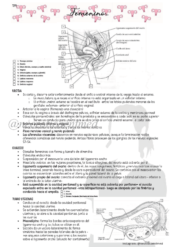 Miniatura del documento Femenino.pdf