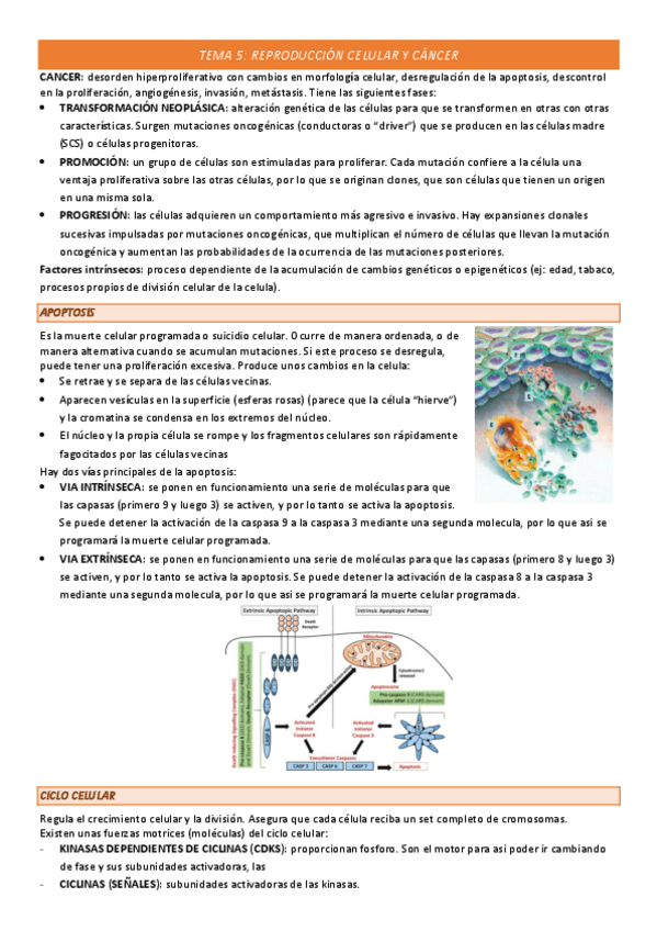 Miniatura del documento TEMA-5-COMPLETO.pdf