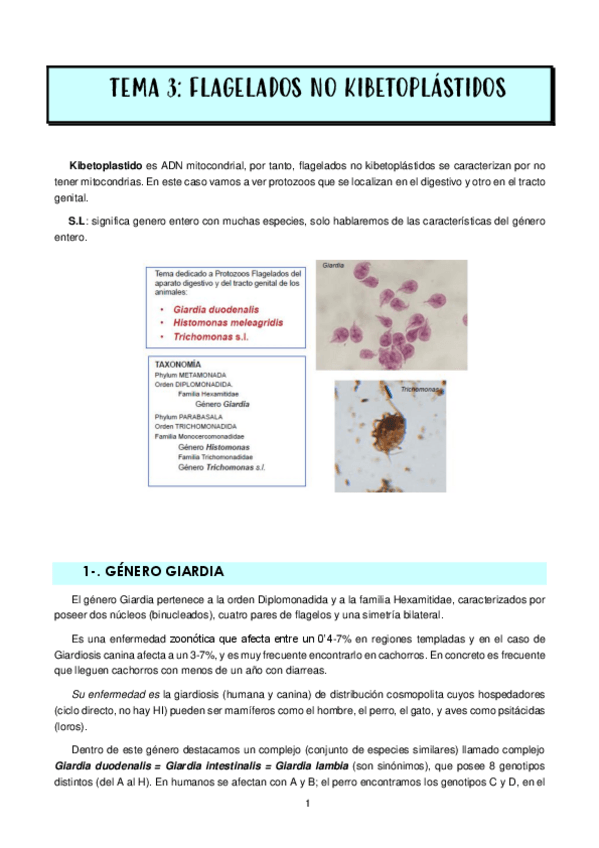 Miniatura del documento TEMA-3-FLAGELADOS-NO-KIBETOPLASTIDOS.pdf