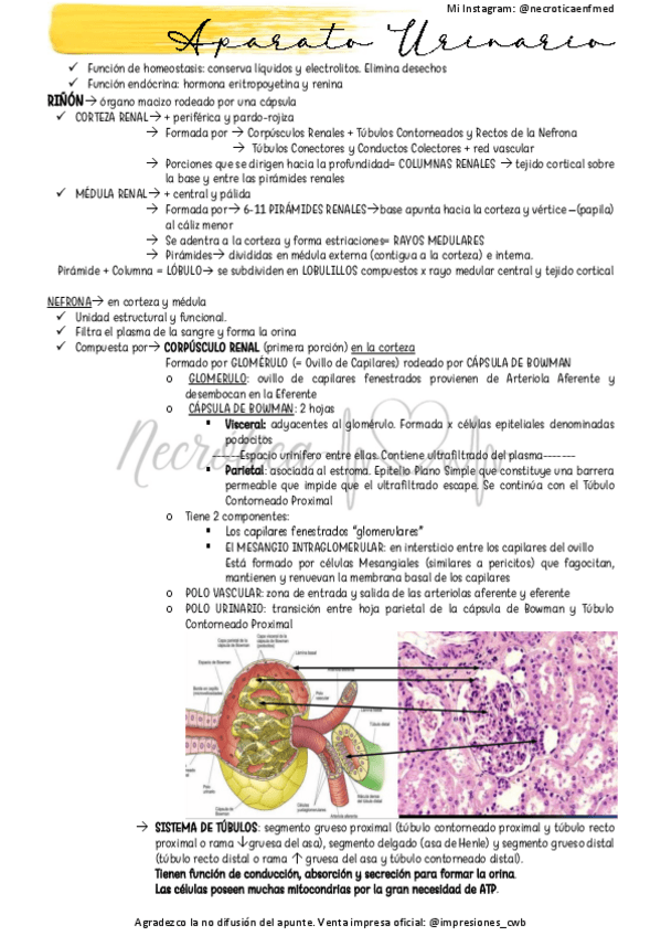 Miniatura del documento Aparato-Urinario.pdf