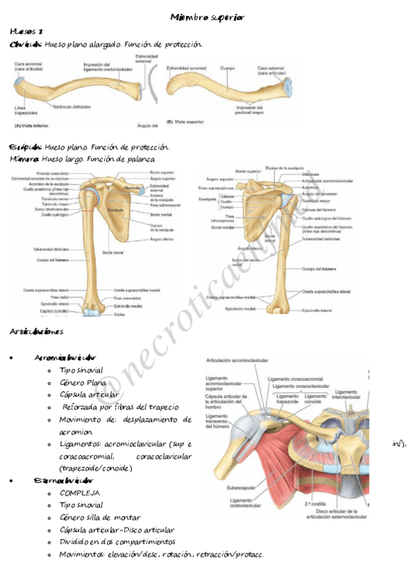 Miniatura del documento Apunte-Locomotor-necroticaenfmed.pdf