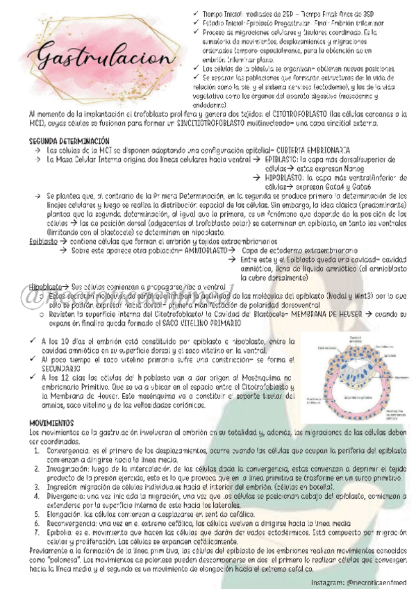 Miniatura del documento Gastrulacion.pdf