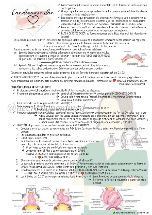 Miniatura del documento Cardiovascular.pdf