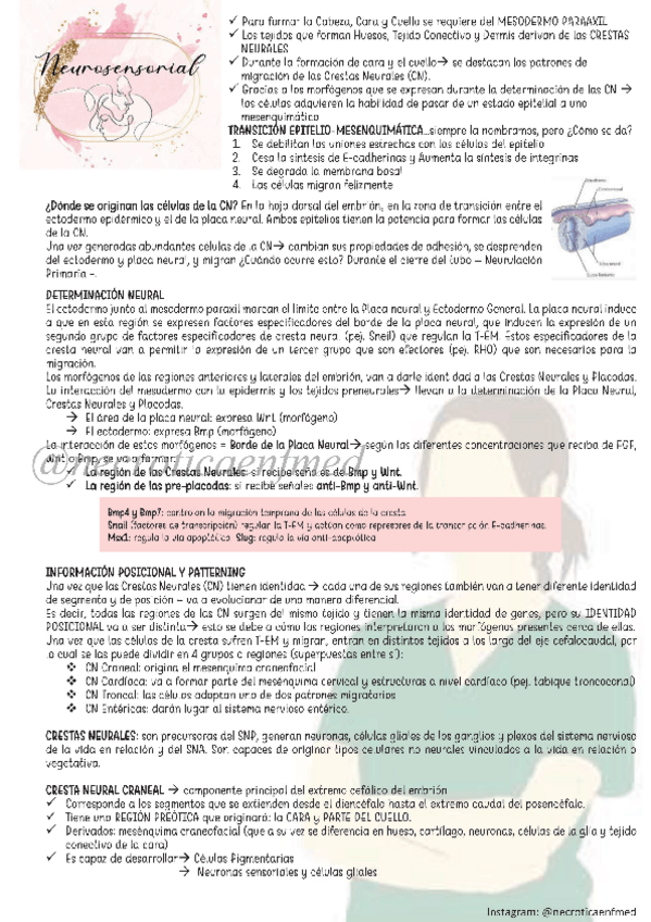 Miniatura del documento Neurosensorial.pdf