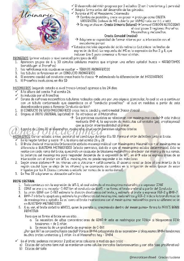 Miniatura del documento Urinario.pdf