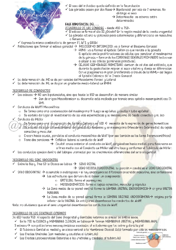 Miniatura del documento Reproductor.pdf