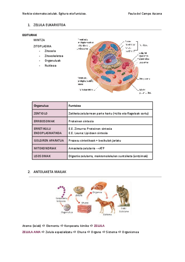 Miniatura del documento 1.Nerbio-sistemako zelulak.pdf