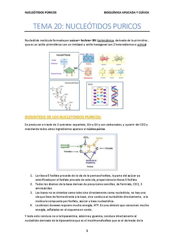 Miniatura del documento NUCLEOTIDOS PURICOS.pdf