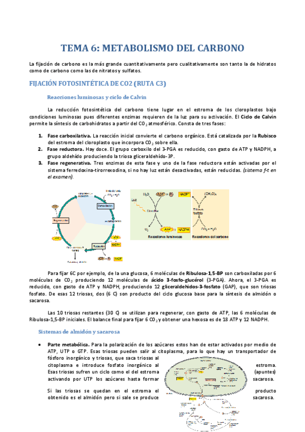 Miniatura del documento TEMA 04. Floema.pdf