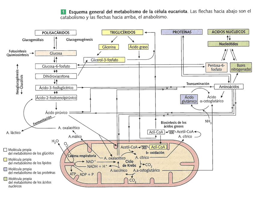 Miniatura del documento Esquema-metabolismo-completo.jpg
