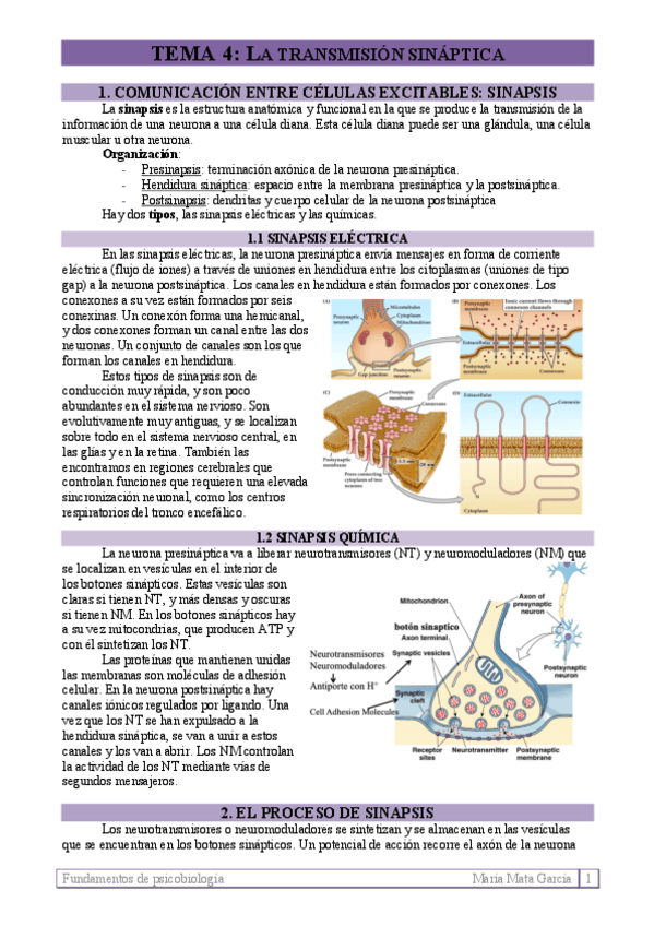 Miniatura del documento TEMA 4. La transmisión sináptica
