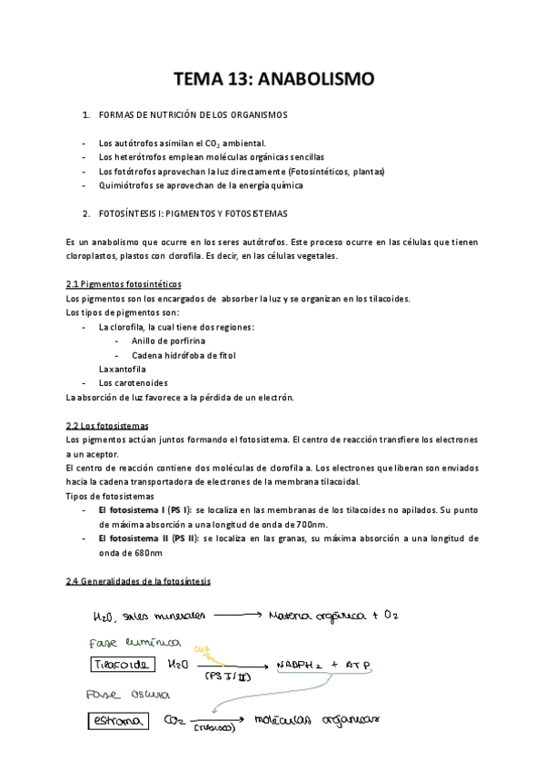Miniatura del documento TEMA-13-ANABOLISMO.pdf