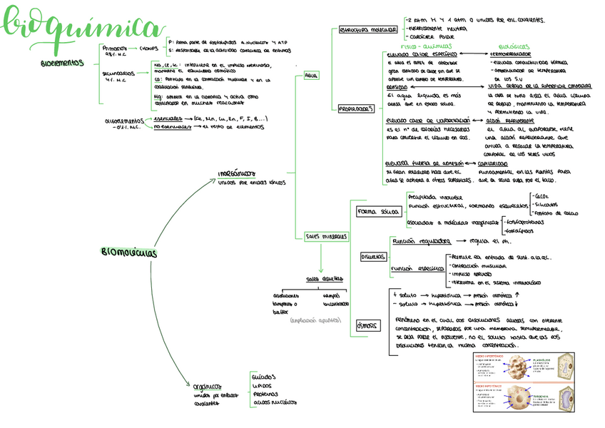 Miniatura del documento Esquema-Bioquimica.pdf
