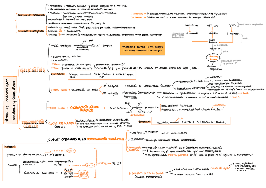 Miniatura del documento esquemas-metabolismo-y-mutaciones.pdf
