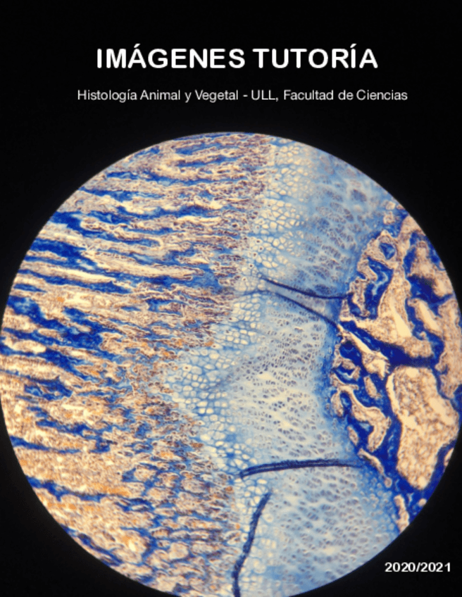 Miniatura del documento Imagenes-Tutoria.pdf