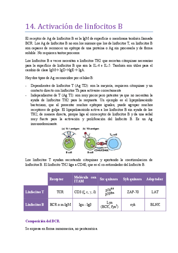Miniatura del documento tema-14-Activacion-de-Linfocitos-B.pdf