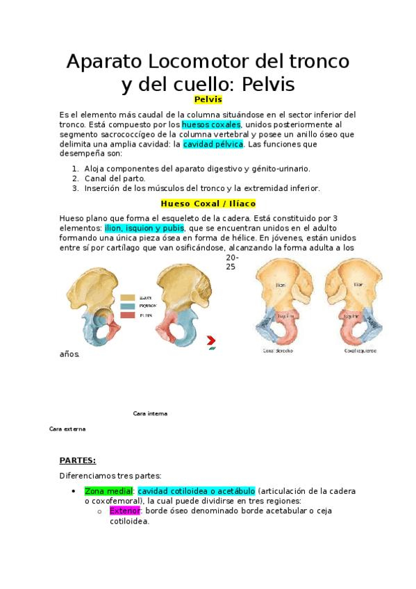 Miniatura del documento APUNTES-ANATOMIA-I-4.docx