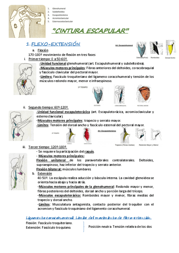 Miniatura del documento CINTURA-ESCAPULAR.pdf