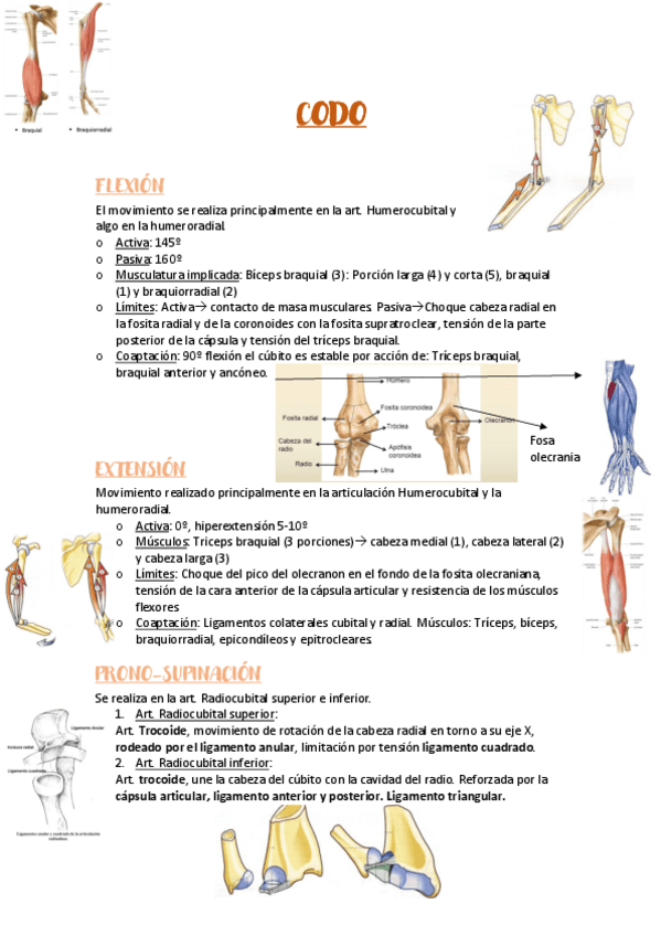 Miniatura del documento CODO.pdf