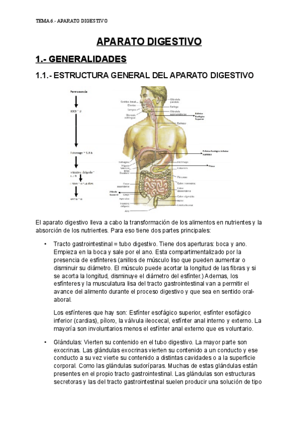 Miniatura del documento APARATO DIGESTIVO.pdf