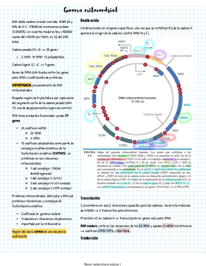 Miniatura del documento Genoma-Mitocondrial.pdf