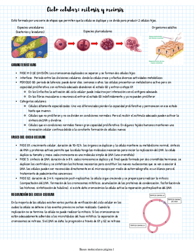 Miniatura del documento Ciclo-celular.pdf