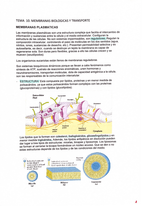Miniatura del documento Tema-10.pdf
