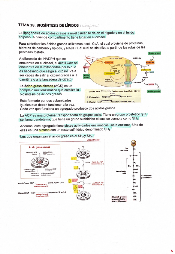 Miniatura del documento tema-18.pdf