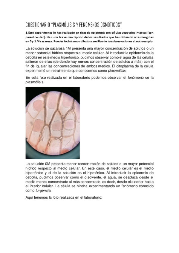 Miniatura del documento Practica-osmosis.pdf