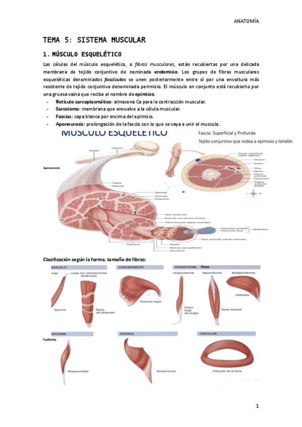 Miniatura del documento TEMA-5.pdf