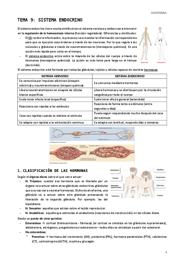 Miniatura del documento Tema-9-Sistema-Endocrino.pdf