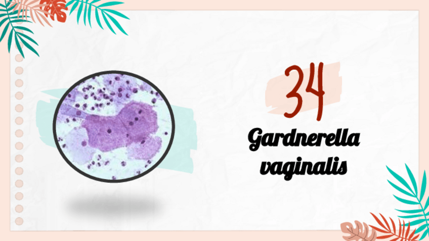 Miniatura del documento Gardnerella-vaginalis.pdf