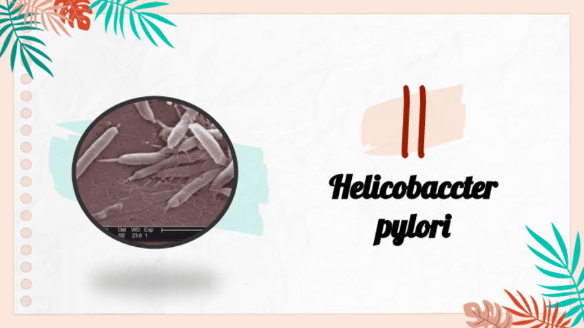 Miniatura del documento Helicobacter-pylori.pdf